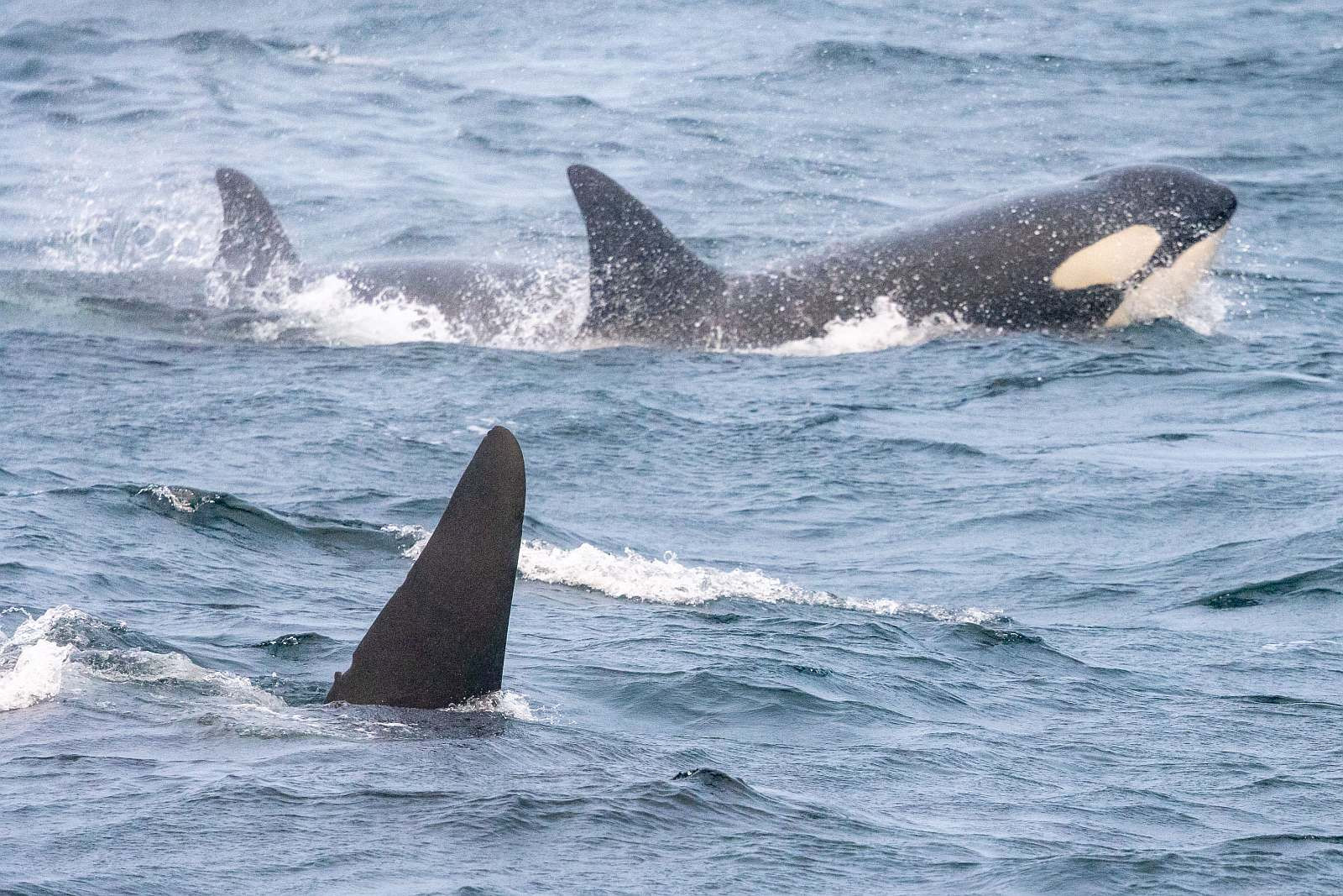 Notizen aus dem Eis (126) - Sie sind da! - Polar