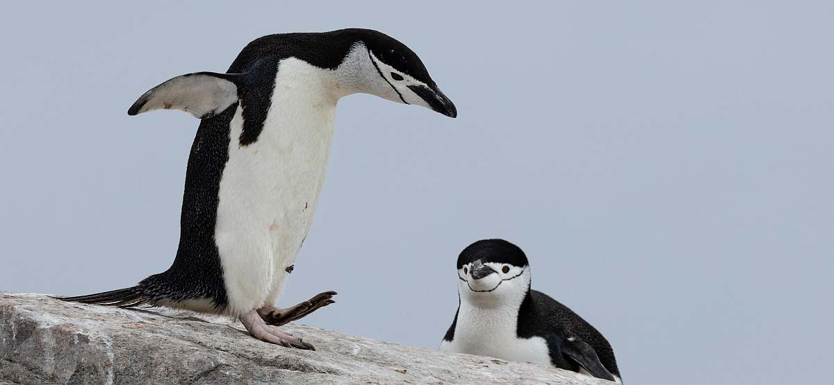 OTL-Two Hummock Island 4 © Sara Jenner - Oceanwide Expeditions.jpg_Sara Jenner-small