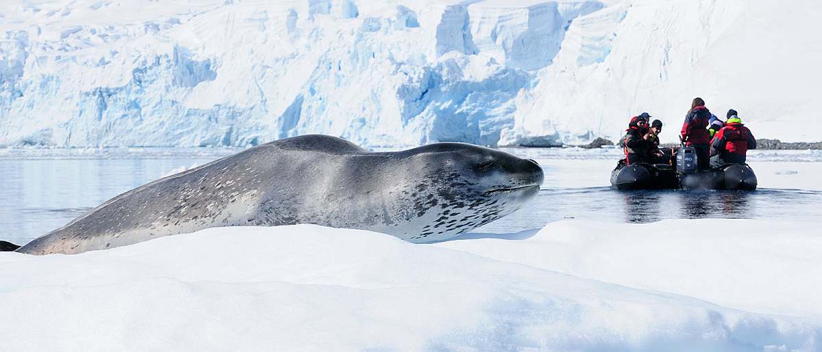 PLA-Leopard Seal, Paradise Harbour, Antarctica, January © Martin van Lokven-Oceanwide Expeditions.jpg_Martin van Lokven-small