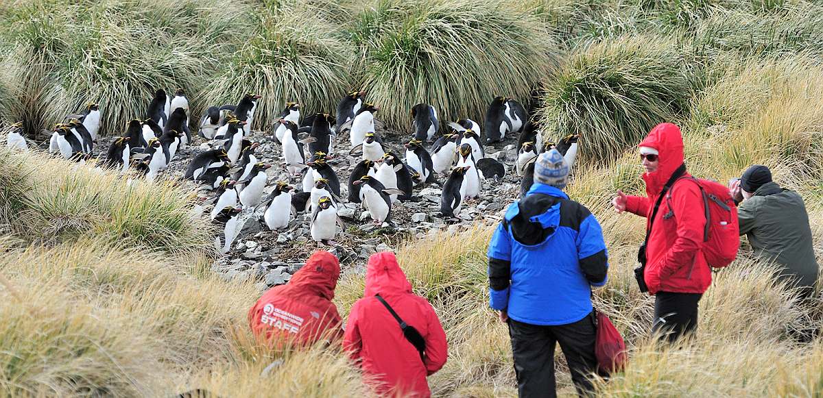 PLA-Macaroni Penguins_Cobbler's Cove_South Georgia_November_Martin van Lokven-small
