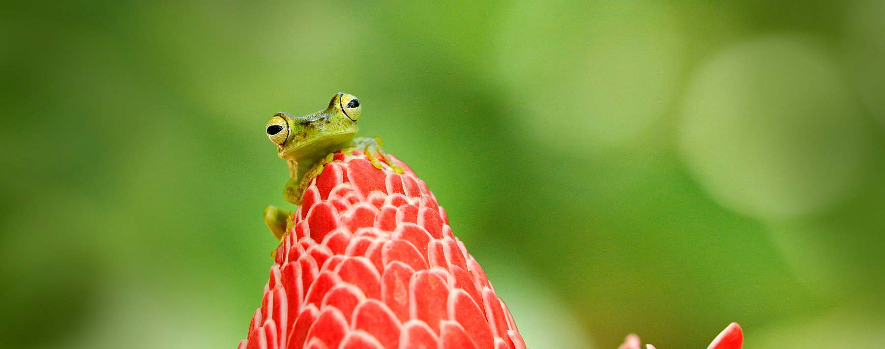 Costa Rica-shutterstock_1418924405-kasten