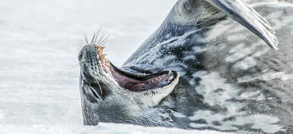 Weddell-Seal-Antarctica-©-Ilja-Reijnen-Oceanwide-Expeditions-1.jpg_Ilja-Reijnen