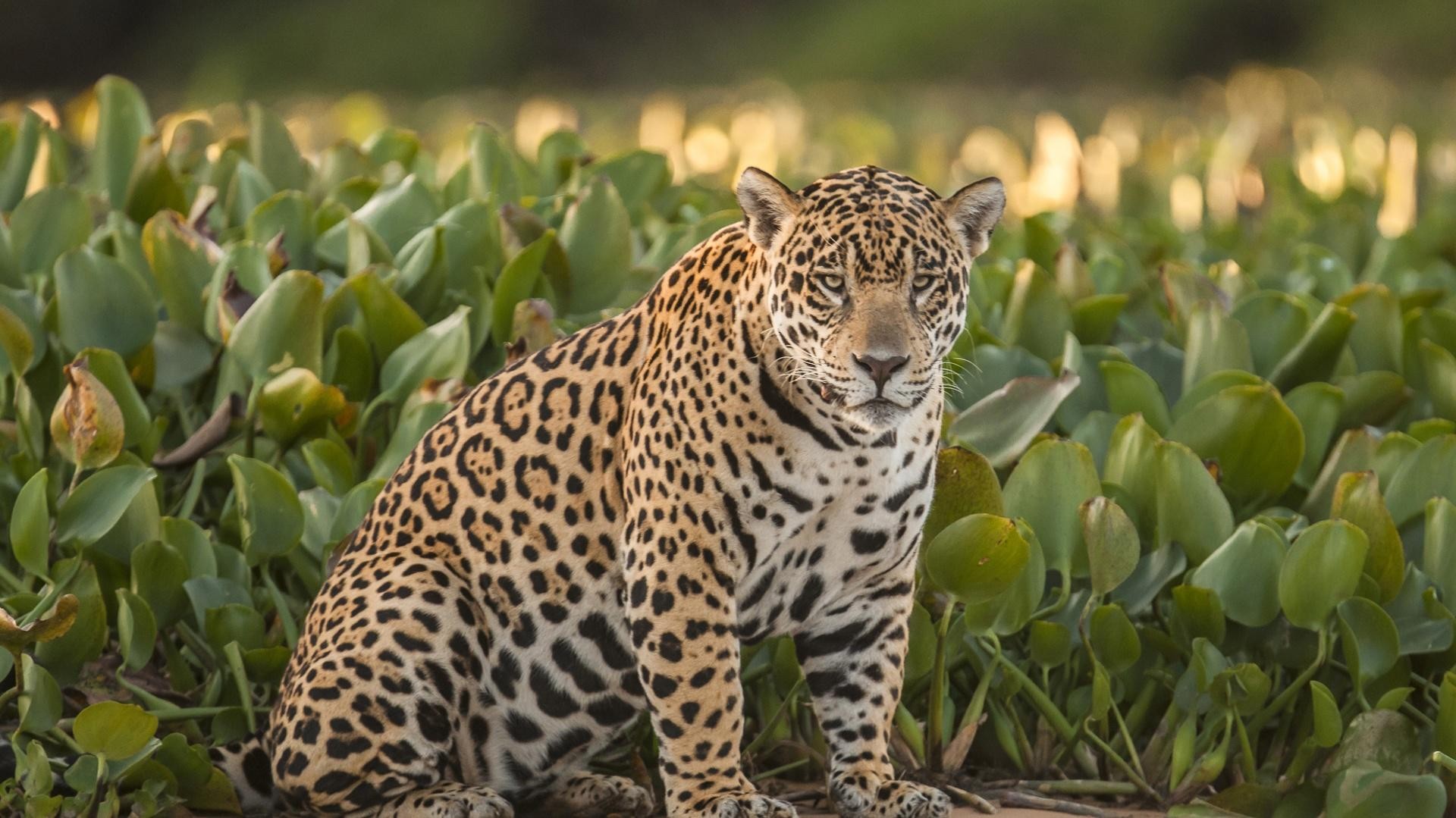 Brasilien-Pantanal-Jaguar