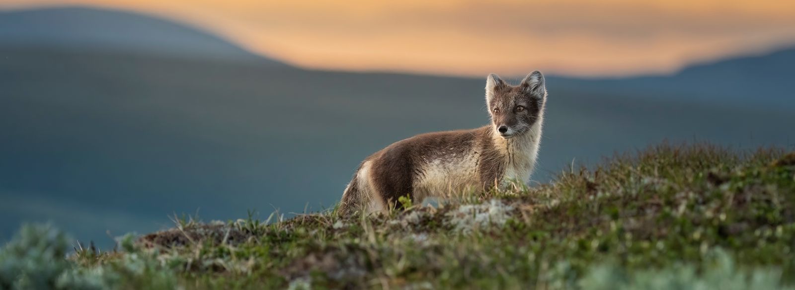Spitzbergen-polarfuchs-shutterstock_2255065507-slider.jpg