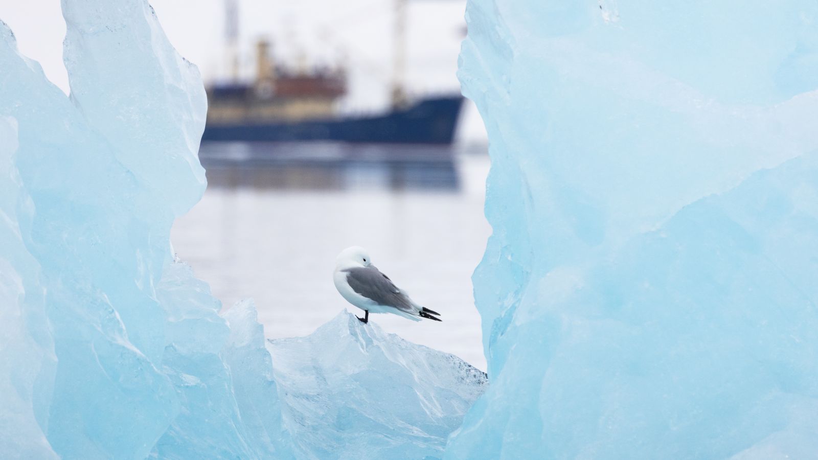 svalbard_adventure_Copyright_Erik Edvardsson_slider