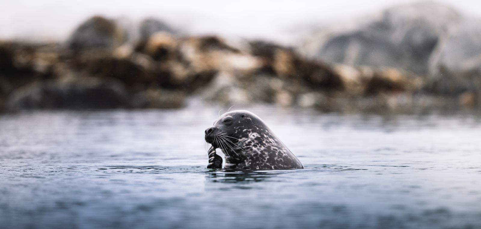 MS STOCKHOLM | Abenteuer Spitzbergen - Leguan Reisen
