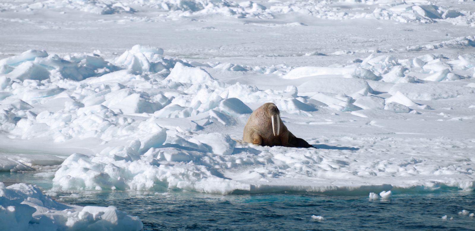 svalbard_adventureCopyright_Mattias Horntrich (1)_slider