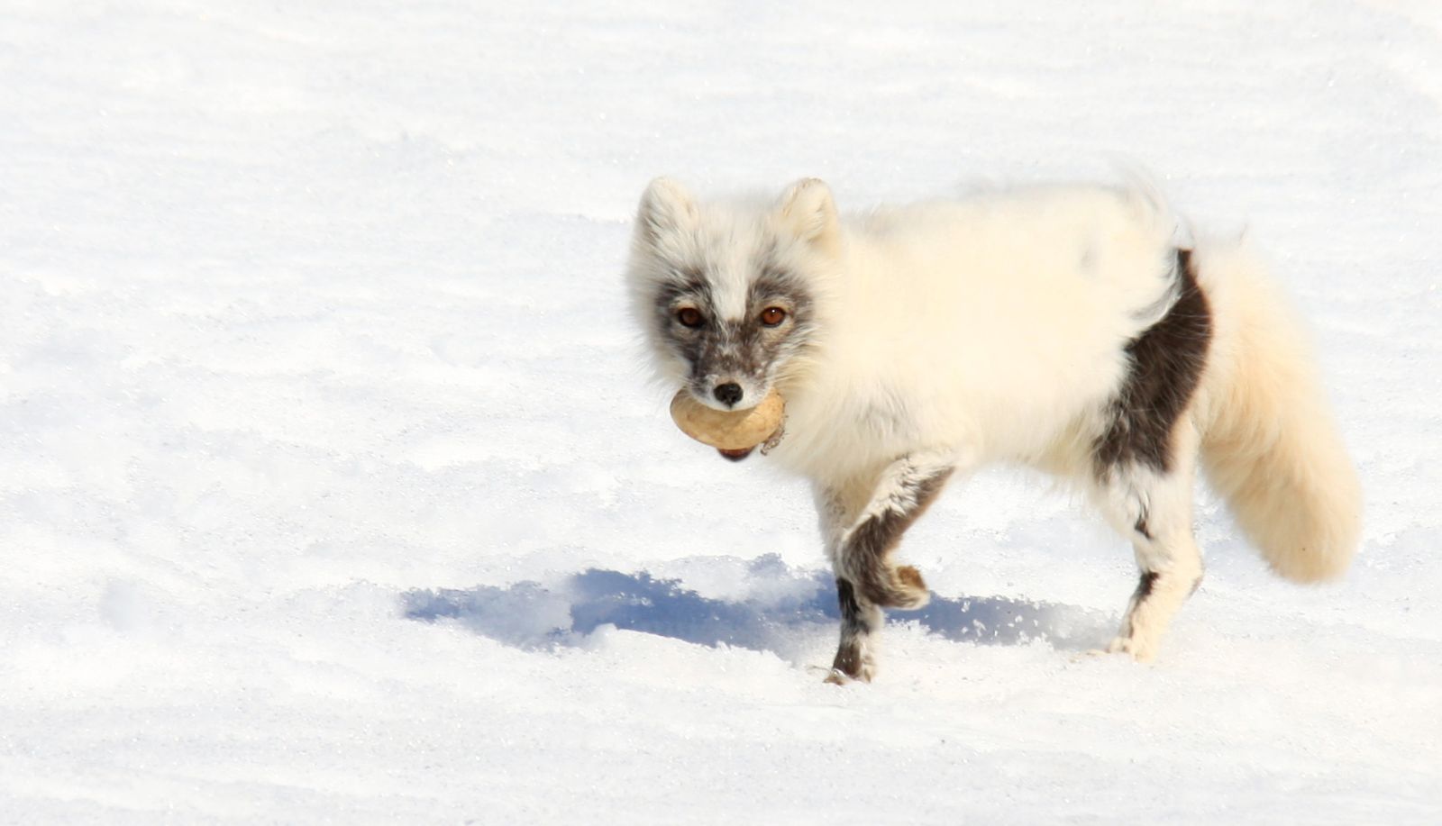 svalbard_adventureCopyright_Mattias Horntrich_slider
