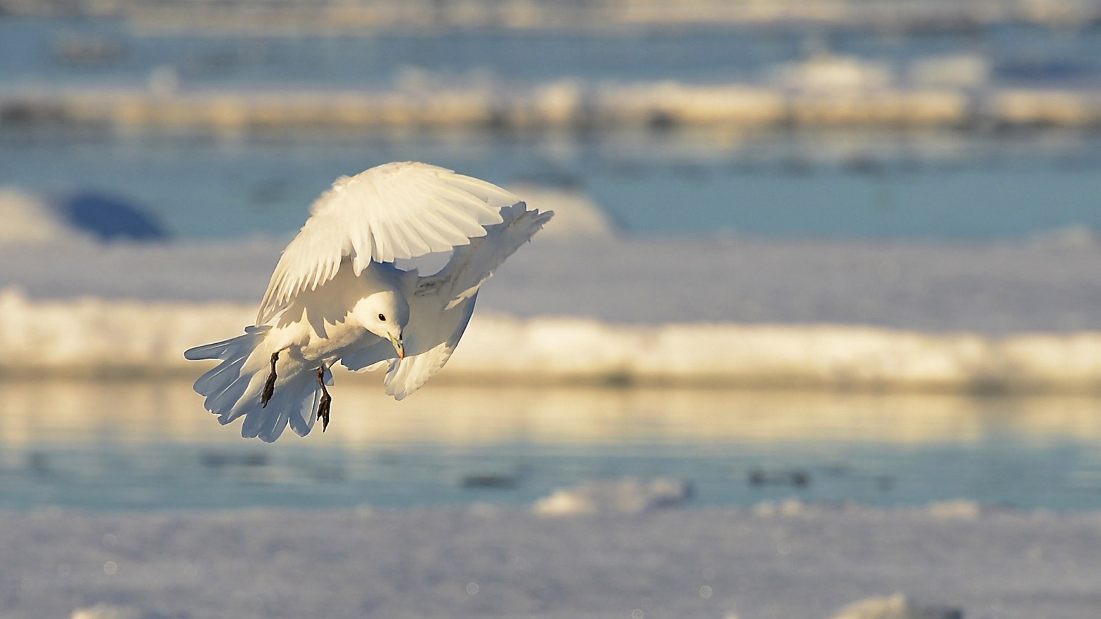 svalbard_expedition_Copyright_Mattias Horntrich (2)