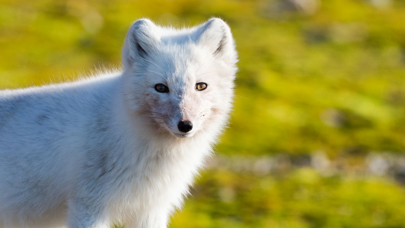 STOCKHOLM | Expedition Spitzbergen - Leguan Reisen