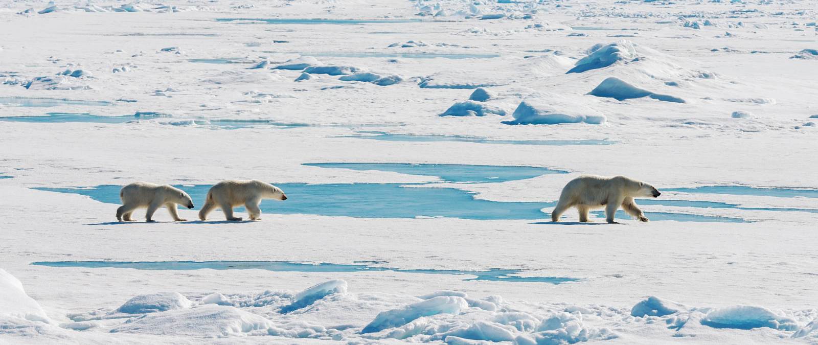 MS QUEST | Spitzbergen und das Packeis - Leguan Reisen