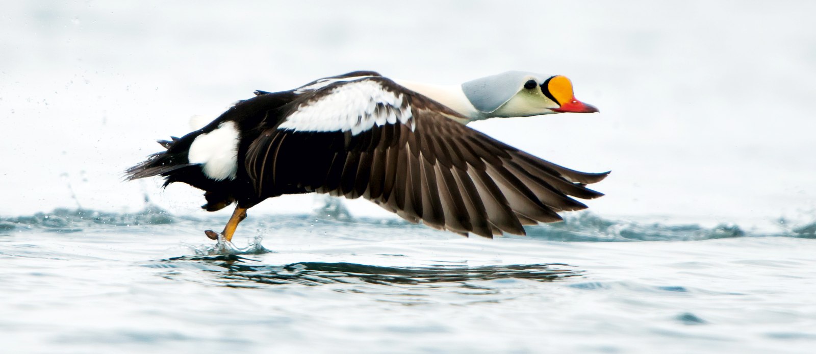 MS QUEST | Spitzbergen im Frühling - Leguan Reisen