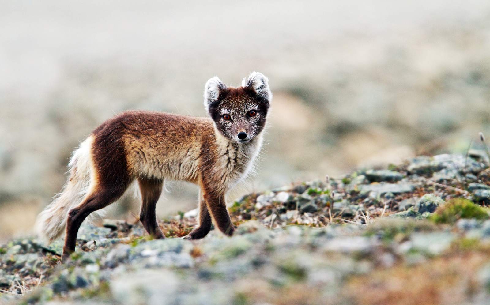 MS QUEST | Spitzbergen Abenteuer - Fjorde, Eis und Vogelkolonien - Leguan Reisen