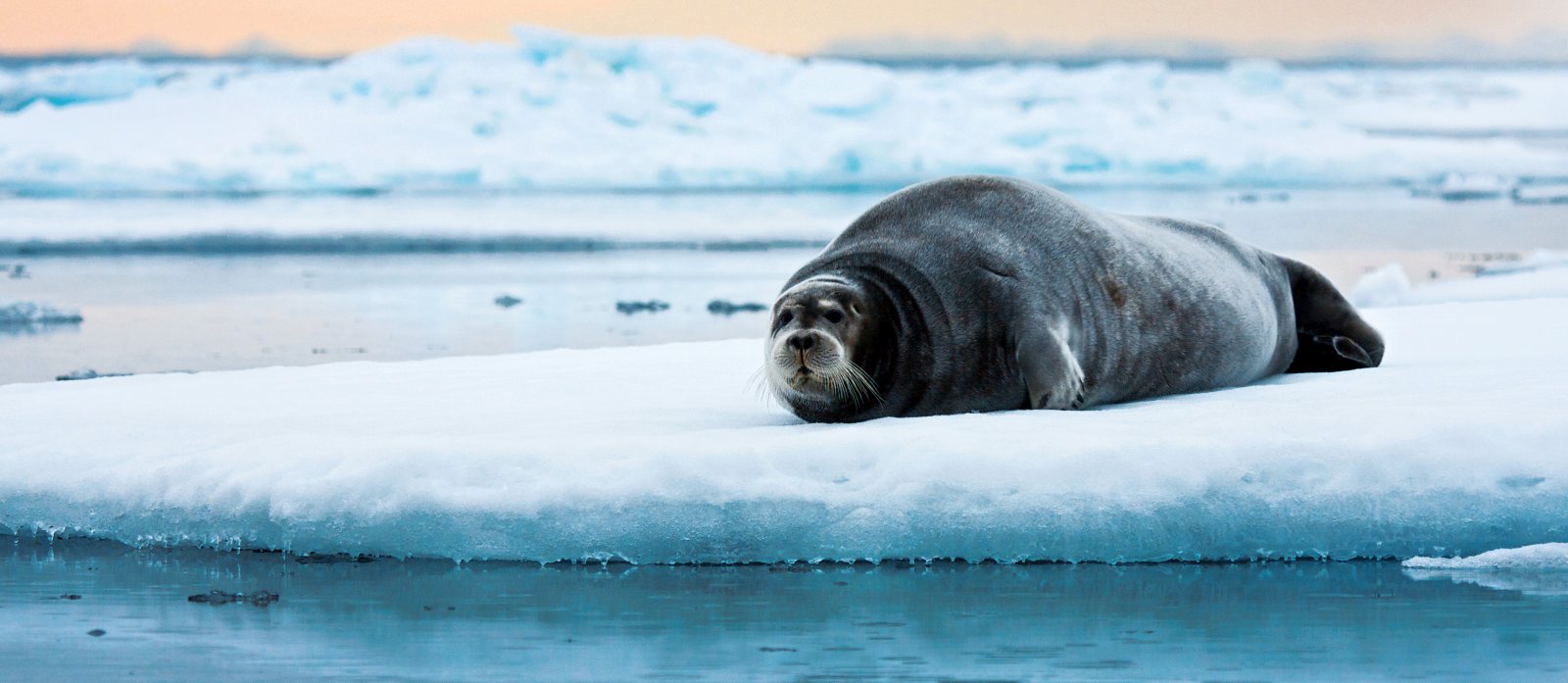 SJOVEIEN_Expedition_Copyright_Adam Rheborg (2)_teasertext2