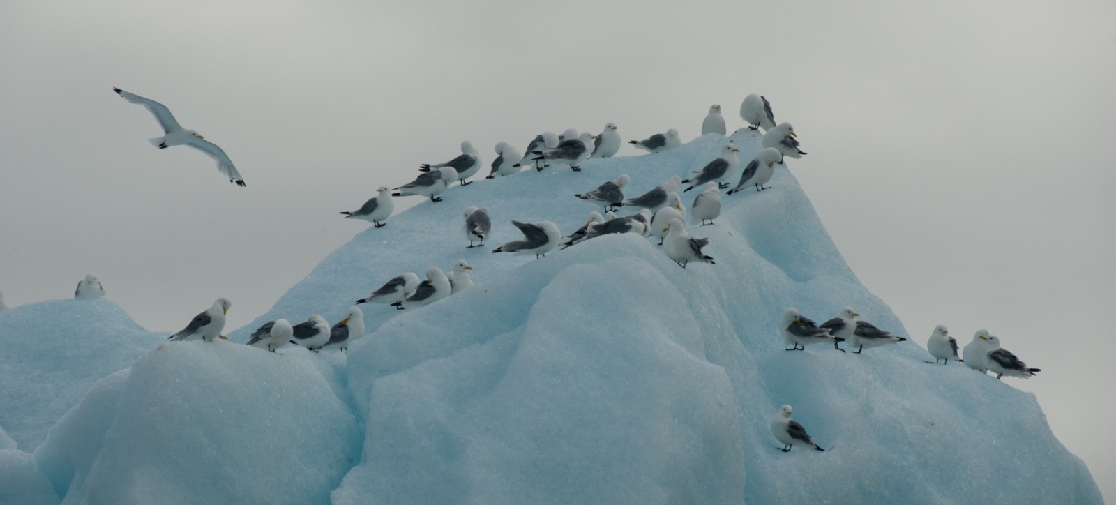 Rembrandt_Nordspitzbergen_Kittiwake on an ice berg_Erwin Vermeulen_reiseverlauf2