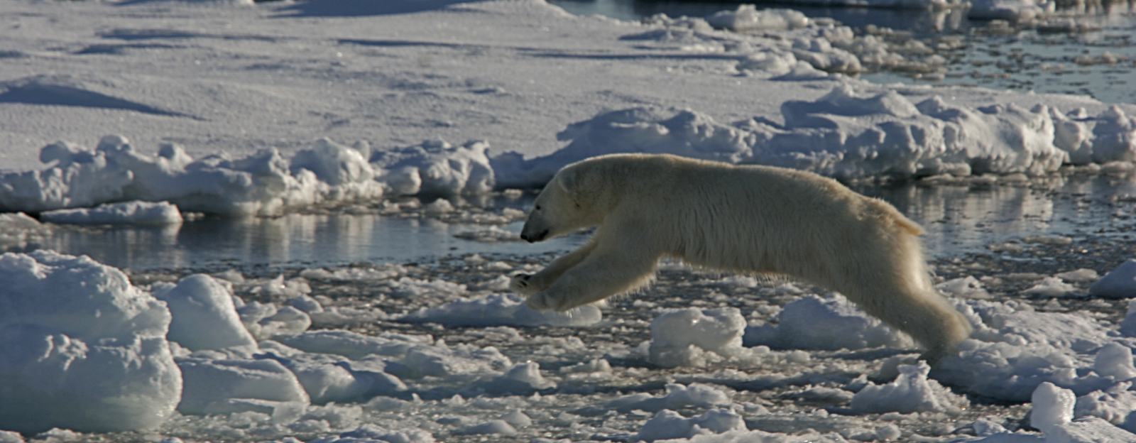 Rembrandt_Nordspitzbergen_Polar Bear, North Spitsbergen_Rinie van Meurs_Teasertext1