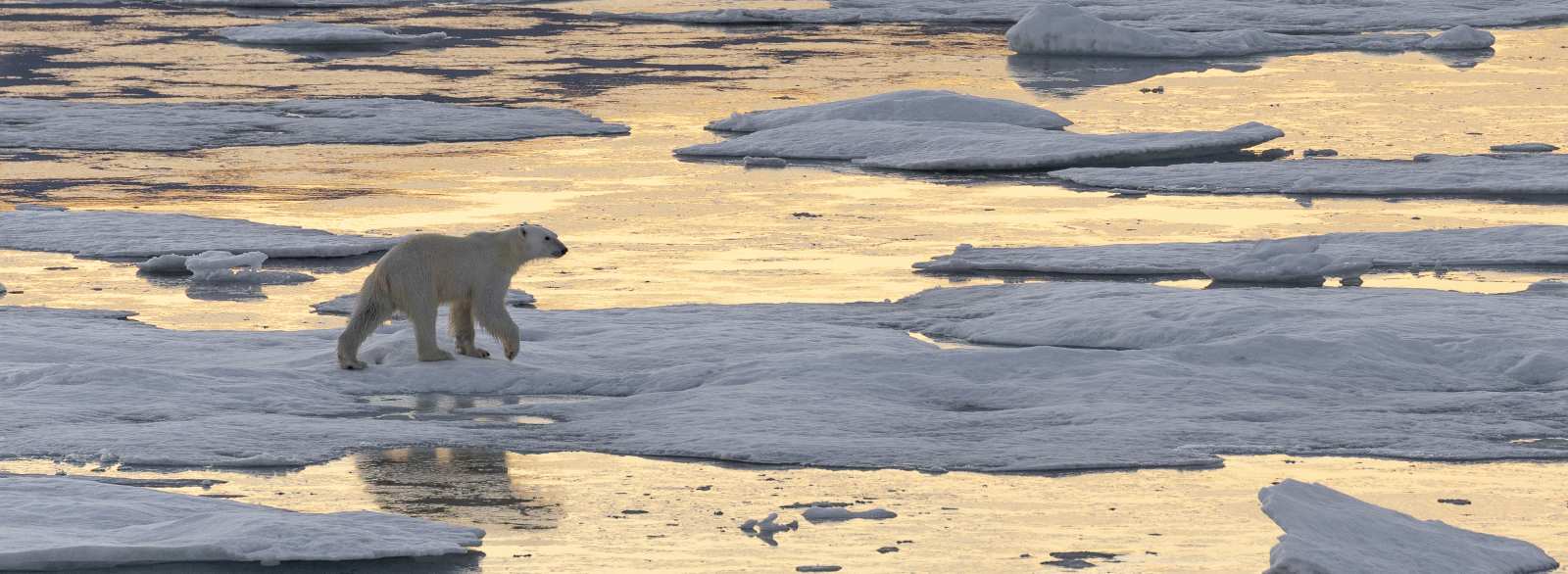 SV REMBRANDT VAN RIJN | Ostgrönland - Scoresby Sund & Aurora Borealis - Fly & Sail - Leguan Reisen
