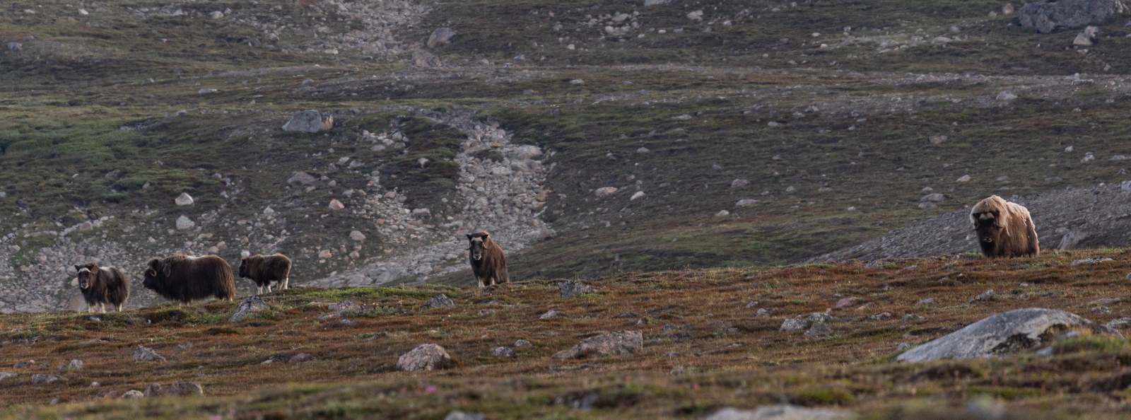RVR_Scoresby_Rembrandt van Rijn amidst Greenland icebergs © Olga Lartseva - Oceanwide Expeditions.jpg_Olga Lartseva_teasertext2