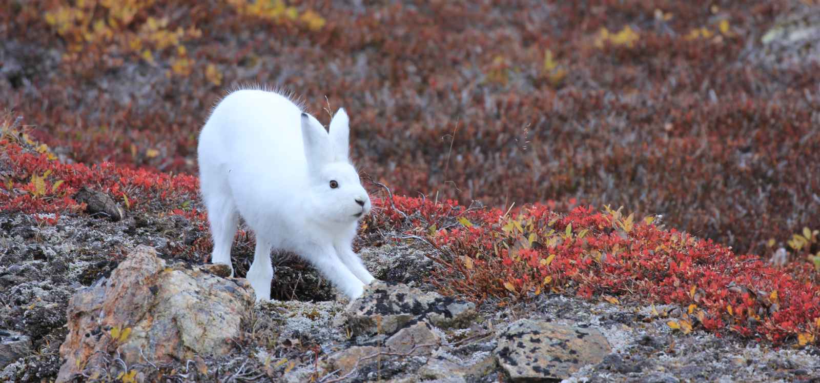 RVR_Scoresbysund_PLA13-22, Day 11, Hare 2 © Adam Burke - Oceanwide Expeditions.JPG_Adam Burke_reiseverlauf2