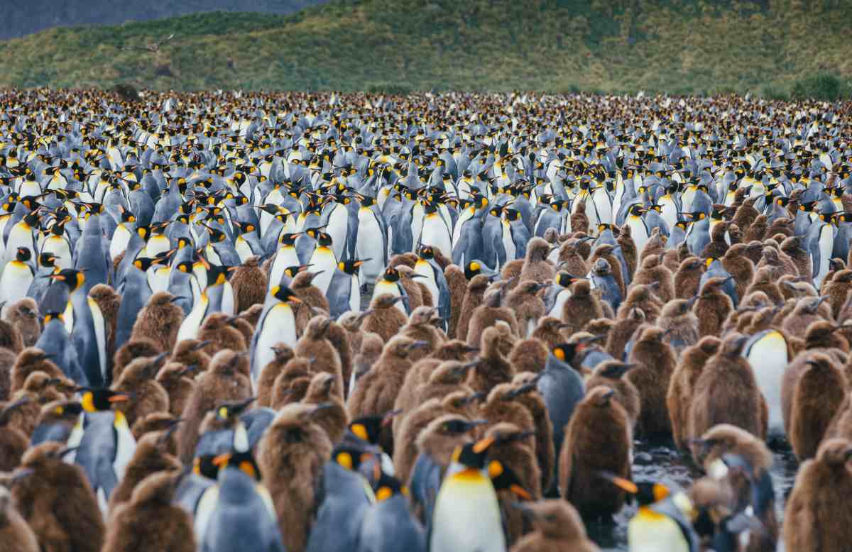 MS ULTRAMARINE | Große Antarktis-Expedition - Falklandinseln, Südgeorgien & Überquerung des südlichen Polarkreises - Leguan Reisen