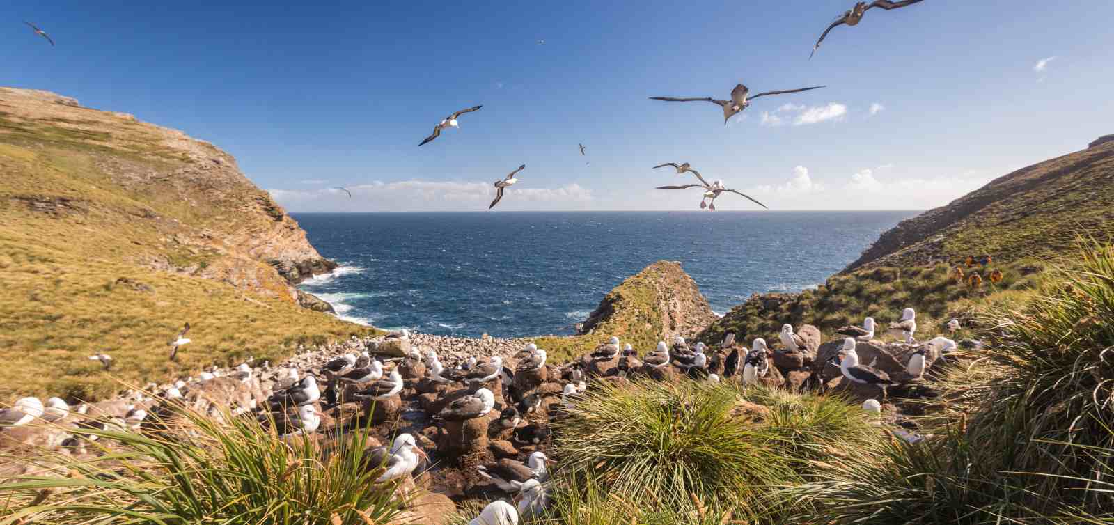 ULT_Epische_black_browed_albatross_WestPoint_Island_FalklandIsland_AcaciaJohnson_5_reiseverlauf1