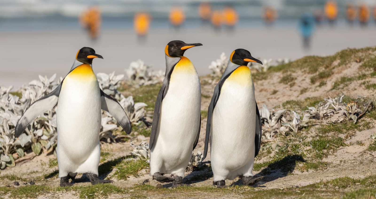 ULT_Epische_King_Penguin_michellesole-4742_reiseverlauf2