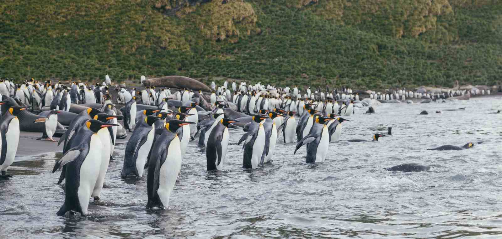 MS ULTRAMARINE | Große Antarktis-Expedition - Falklandinseln, Südgeorgien & Überquerung des südlichen Polarkreises - Leguan Reisen