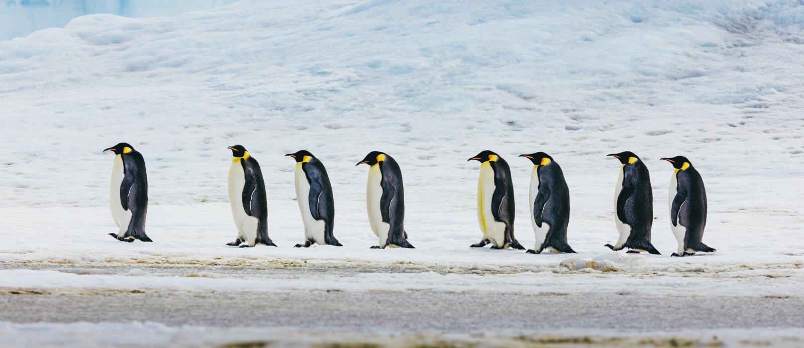 ULT_Emperor Penguins Snow Hill (18)_David-Merron_reiseverlauf3