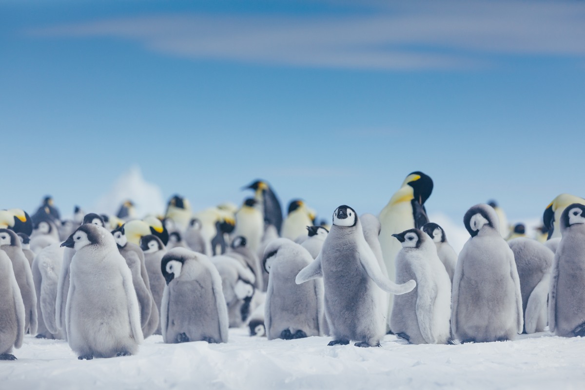 MS ULTRAMARINE | Zu den Kaiser­pinguinen im Weddellmeer - Leguan Reisen