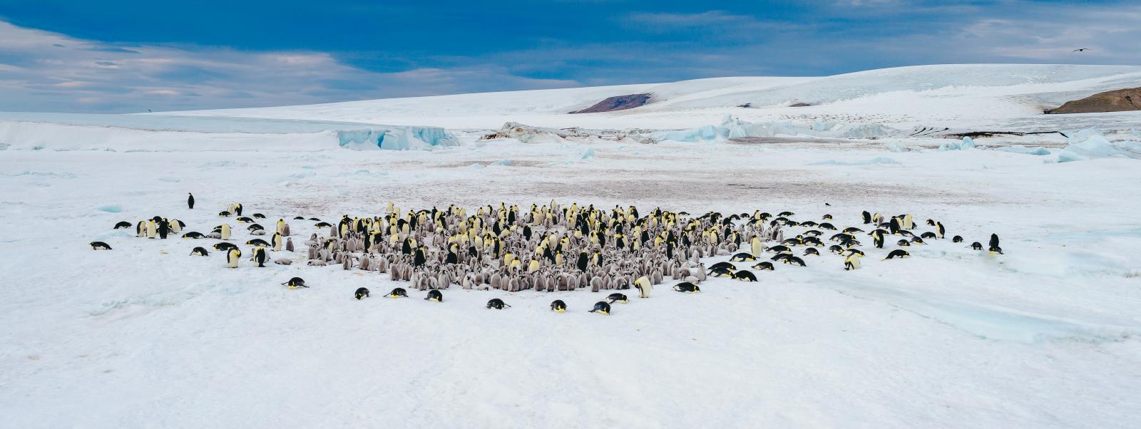 ULT_Emperor Penguins Snow Hill (120)_David-Merron_teasertext2
