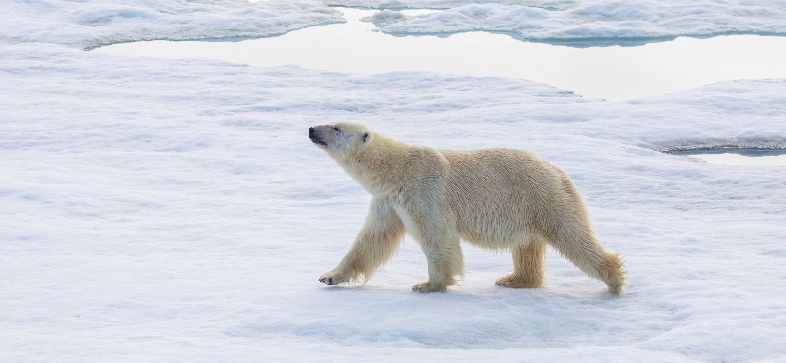 MS OCEAN EXPLORER | Die legendäre Nordwestpassage - Auf den Spuren großer Entdecker - Leguan Reisen