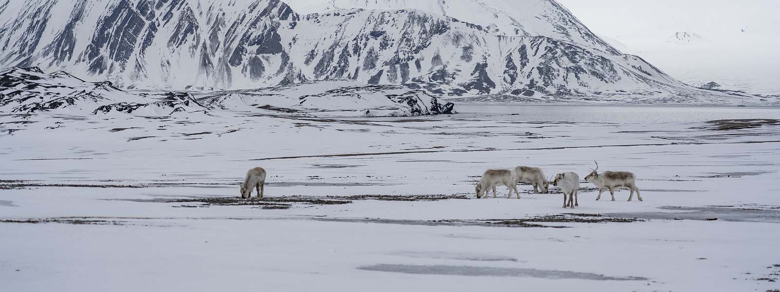 MS EXPEDITION | Jenseits des Polarkreises: Expedition von Tromsø nach Spitzbergen - Leguan Reisen