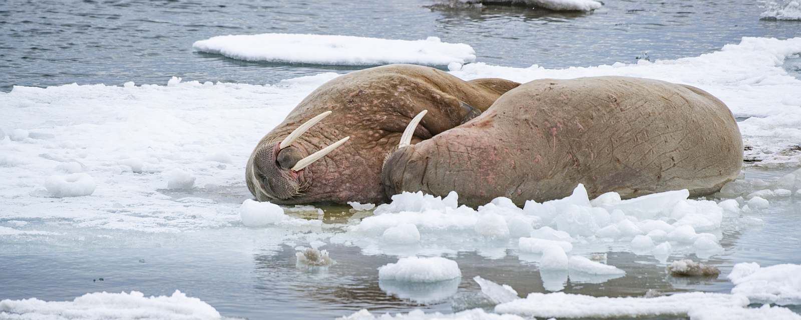 MS EXPEDITION | Jenseits des Polarkreises: Expedition von Tromsø nach Spitzbergen - Leguan Reisen