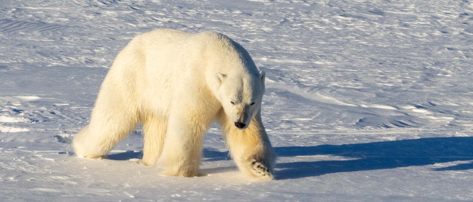 MS EXPEDITION | Jenseits des Polarkreises: Expedition von Tromsø nach Spitzbergen - Leguan Reisen