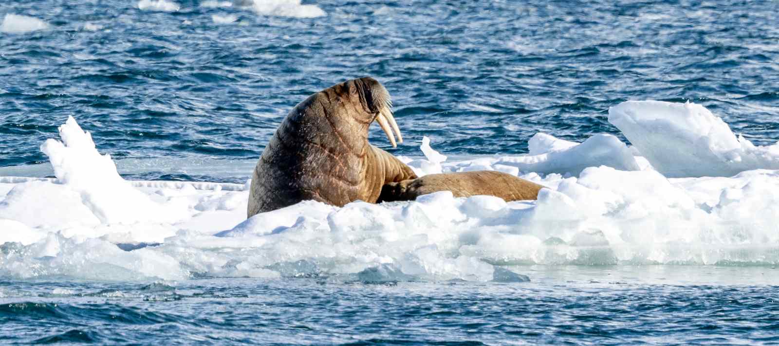 MS EXPEDITION | Jenseits des Polarkreises: Expedition von Tromsø nach Spitzbergen - Leguan Reisen
