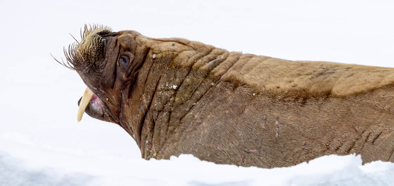 MS EXPEDITION | Im hohen Norden von Spitzbergen zwischen Gletschern, Fjorden und Eisbären - Leguan Reisen