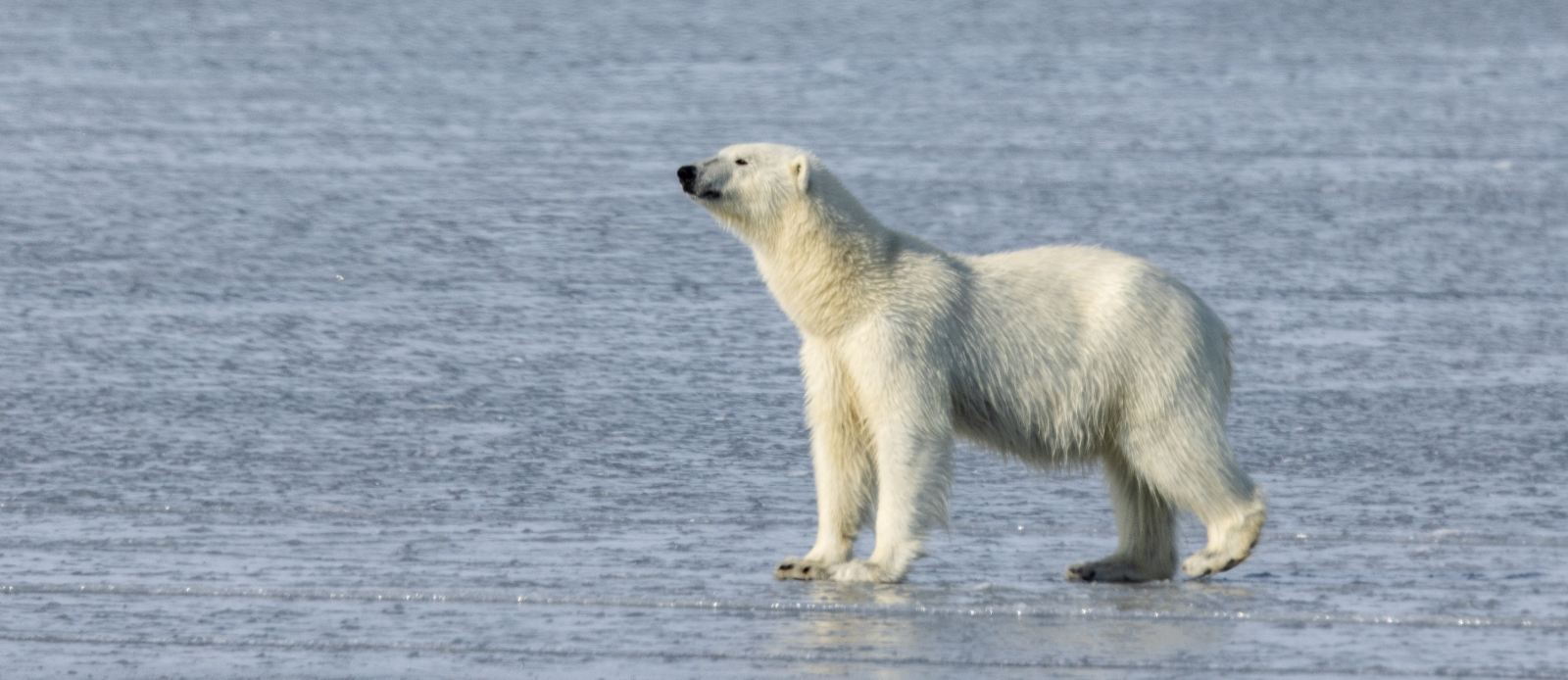 MS EXPEDITION | Im hohen Norden von Spitzbergen zwischen Gletschern, Fjorden und Eisbären - Leguan Reisen
