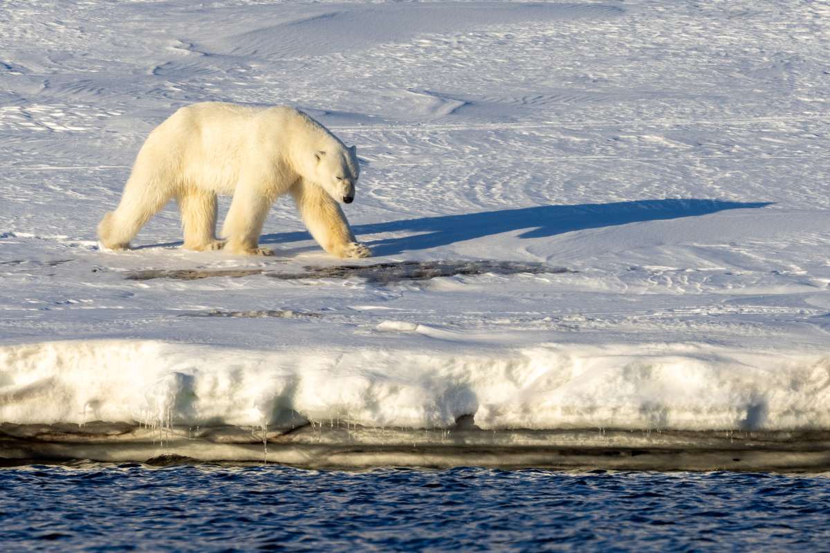MS EXPEDITION | Im hohen Norden von Spitzbergen zwischen Gletschern, Fjorden und Eisbären - Leguan Reisen