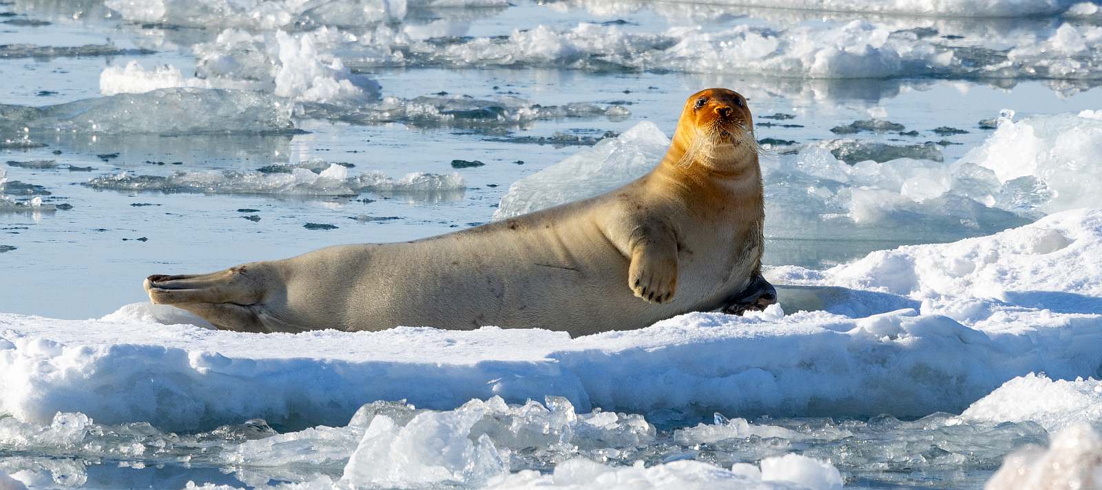MS EXPEDITION | Abenteuer XXL im Reich der Eisbären - Leguan Reisen