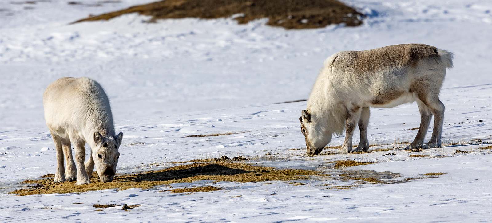 MS EXPEDITION | Abenteuer XXL im Reich der Eisbären - Leguan Reisen