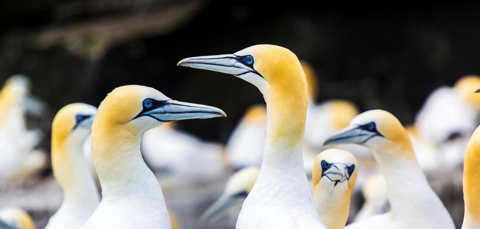 MS EXPEDITION | Auf den Spuren der Wikinger - Orkney, Shetland & Färöer - Leguan Reisen