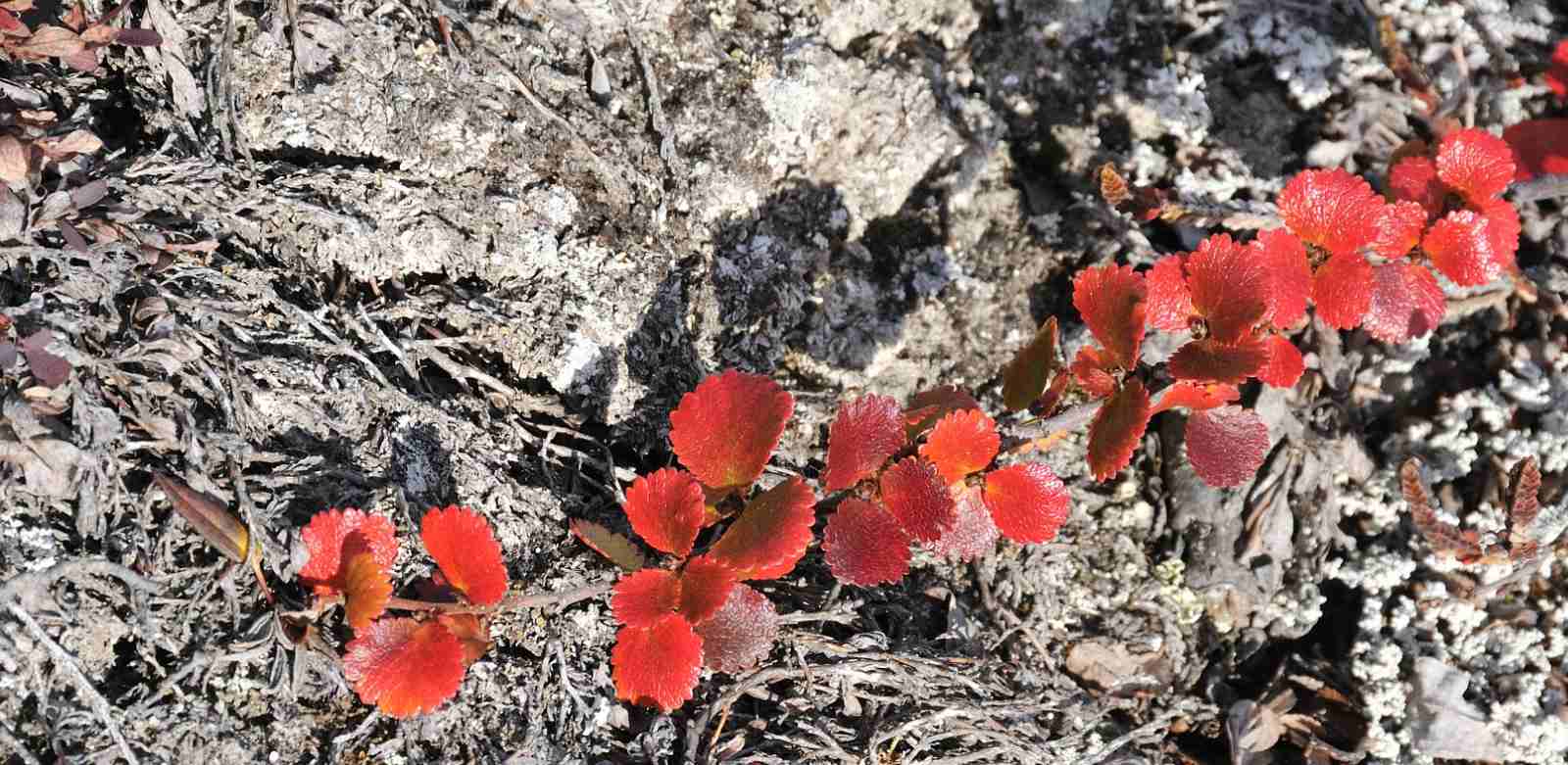 ECPdanemark 033 linear K_Dinglerreiseverlauf3