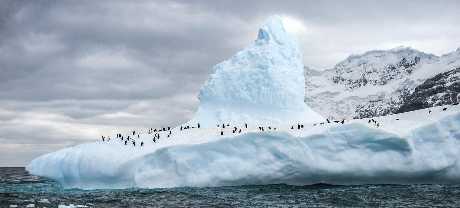 MS EXPEDITION | Klassische Antarktis-Expedition - Zu den Südshetlandinseln und der Antarktischen Halbinsel - Leguan Reisen