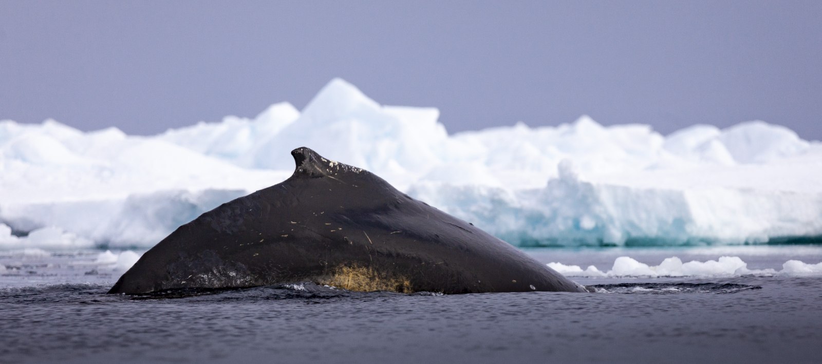 MS EXPEDITION | Klassische Antarktis-Expedition - Zu den Südshetlandinseln und der Antarktischen Halbinsel - Leguan Reisen