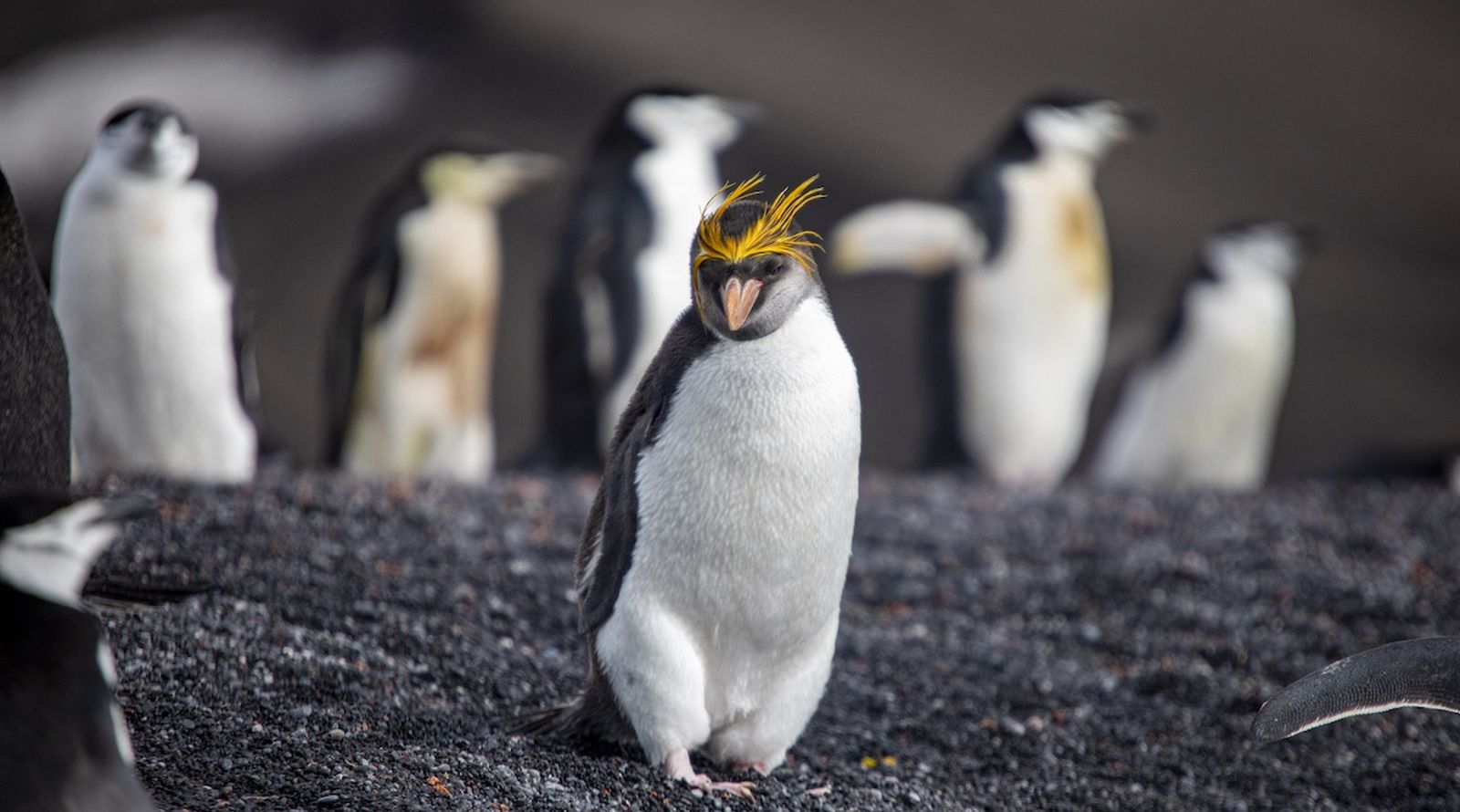 EXP_GAdventures-Antarctica-Baily Head-2023-0131_reiseverlauf5