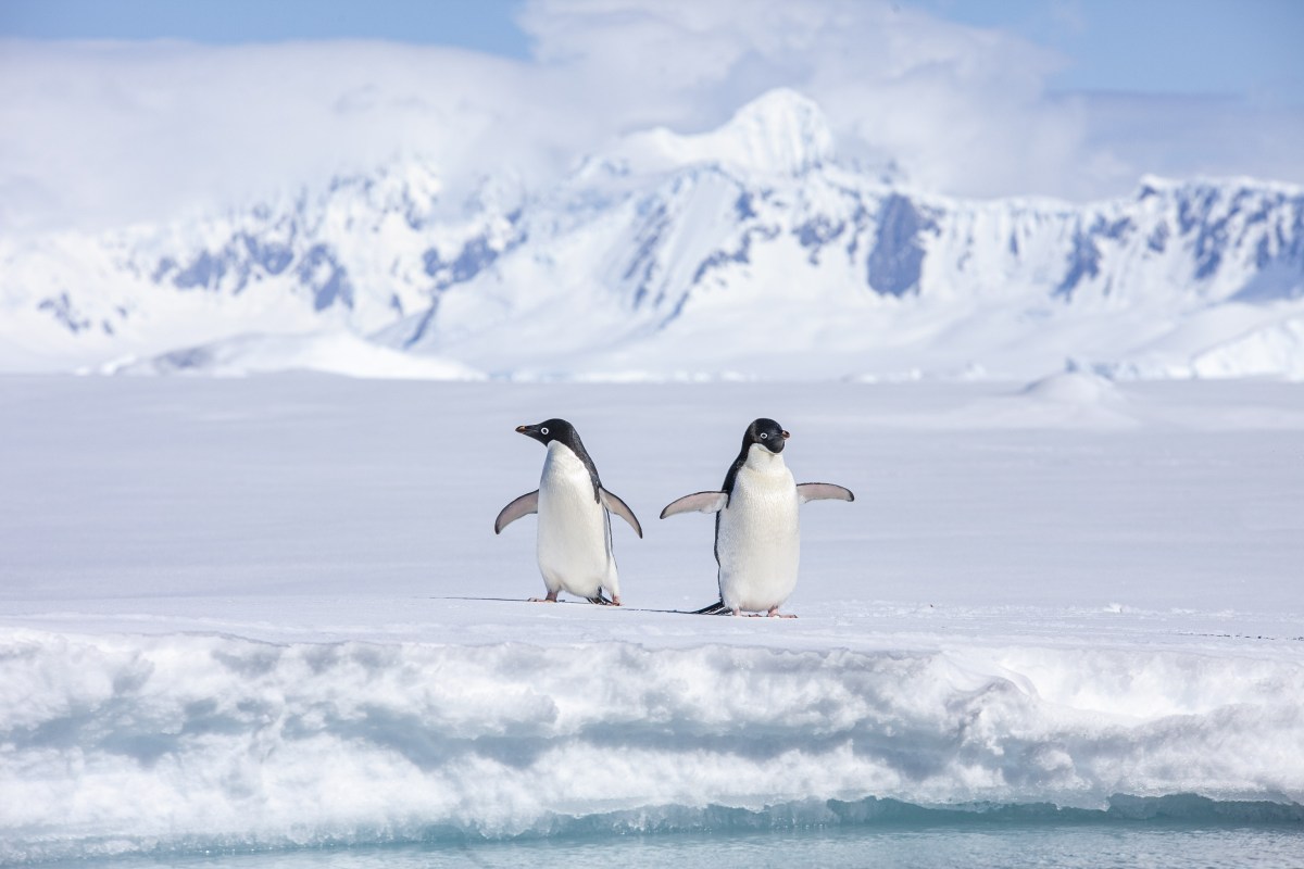 MS EXPEDITION | Klassische Antarktis-Expedition - Zu den Südshetlandinseln und der Antarktischen Halbinsel - Leguan Reisen