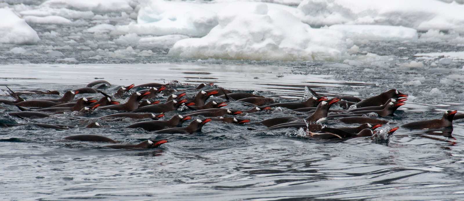 EXPGAdventures-Antarctica-2012-MG4830_reiseverlauf2