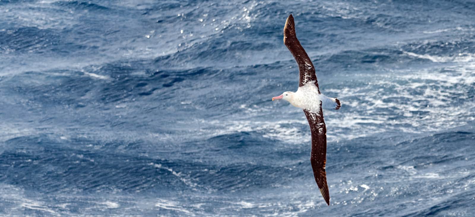 Drake_Passage_shutterstock_2132381909_reiseverlauf2