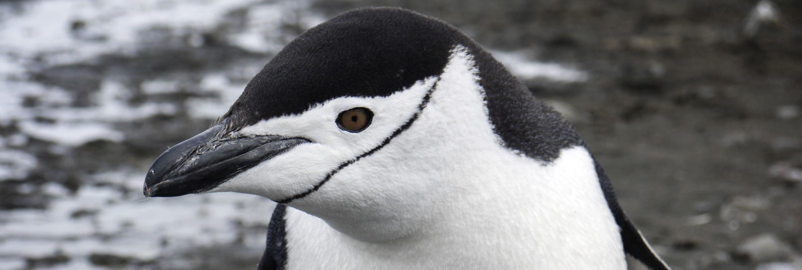 EXP_GAdventures-Antarctica-2013-P1110223_reiseverlauf4