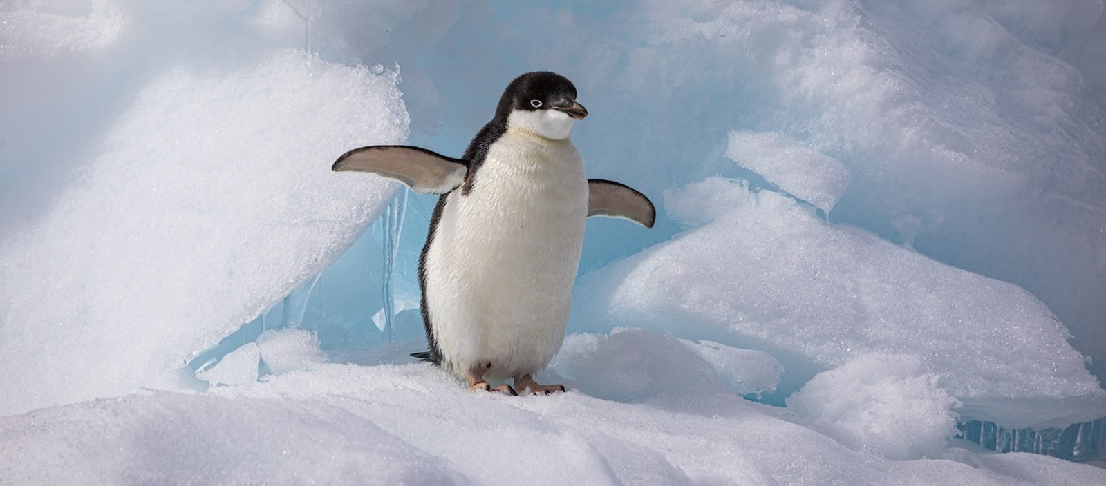 EXP_GAdventures-Antarctica-Petermann Island-2023-6973_teasertext1